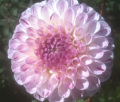 FERNCLIFF TANGO