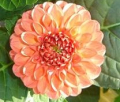 CHIMACUM NADJAE