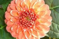 CHIMACUM NADJAE