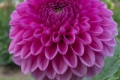 GG'S PINK TAFFY
