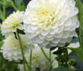 WHITE ASTER