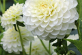WHITE ASTER