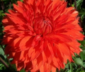 ORANGE CUSHION