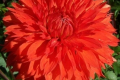ORANGE CUSHION