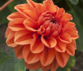 ORANGE NUGGET