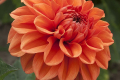 ORANGE NUGGET