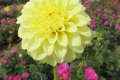 ROBANN SUNSPOT