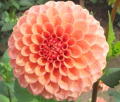 ROSE TOSCANO