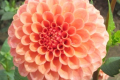 ROSE TOSCANO