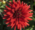 RED PYGMY
