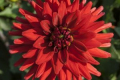 RED PYGMY