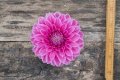 PINK SYLVIA