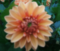 SUMMER FLAME