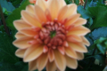 SUMMER FLAME