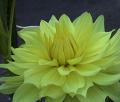 SUNNY