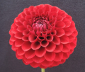 TAHOMA DARK DELIGHT