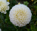 WHITE NETTIE