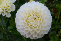 WHITE NETTIE