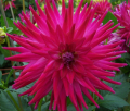 BLENDED BEAUTY