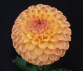 CLEARVIEW BUTTERSCOTCH