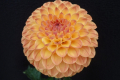 CLEARVIEW BUTTERSCOTCH