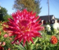 HOLLYHILL CONTESSA