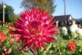 HOLLYHILL CONTESSA