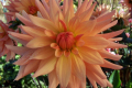 MARMALADE