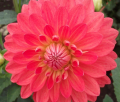 ORANGE JEWEL