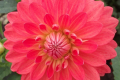 ORANGE JEWEL