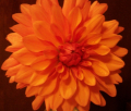 ORANGE LULU