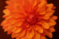 ORANGE LULU