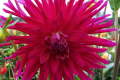 RED FRILLS