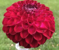 CLEARVIEW ROYAL