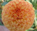 GINGER WILLOW