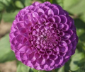 GLOBULAR