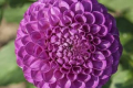 GLOBULAR