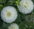 FERNCLIFF SNOWDROP