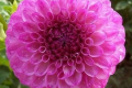 ROBANN ROYAL