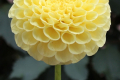 RYECROFT YELLOW ORB