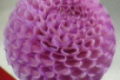 WILLO BOREALS