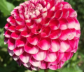 HOLLYHILL PIXIE