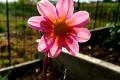 BONNIE ESPERANCE S