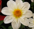 BETTY'S WHITE CO