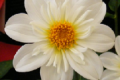 BETTY'S WHITE CO