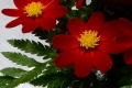 LO RED MS