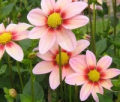 DAISY MS