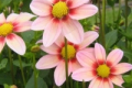 DAISY MS
