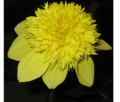 DAISY MAY AN
