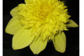 DAISY MAY AN